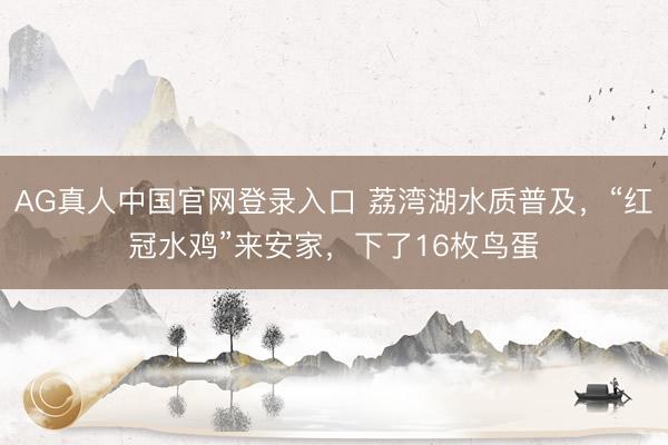 AG真人中国官网登录入口 荔湾湖水质普及，“红冠水鸡”来安家，下了16枚鸟蛋